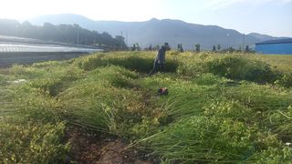 성하 토마토님의 작성글 사진