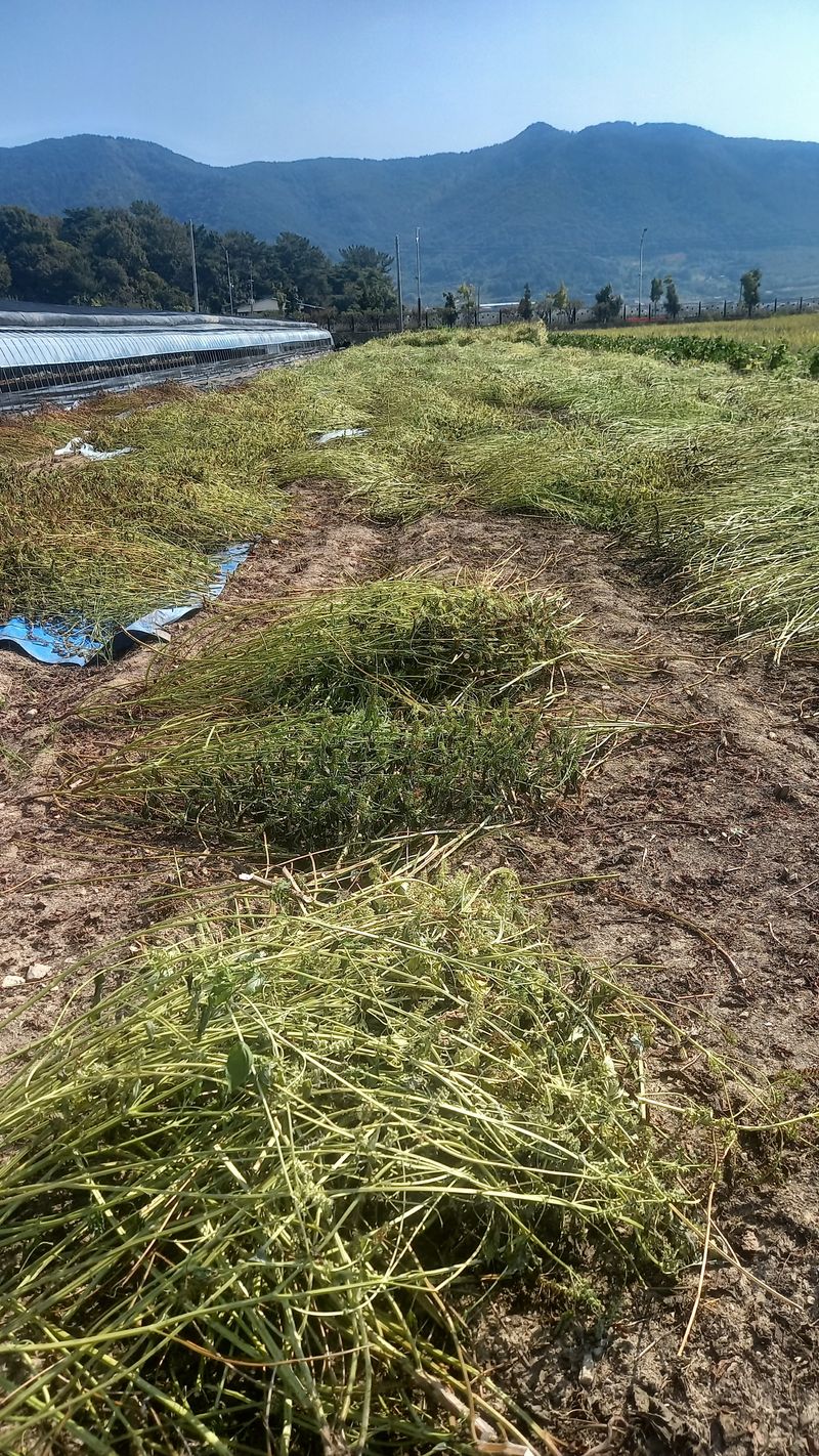 성하 토마토님의 장터 판매 상품 [22년산 들깨 5키로 70000(택배비 포함)] 첨부 사진