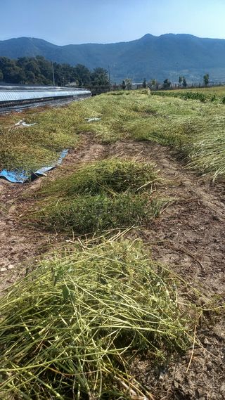 성하 토마토님의 작성글 사진