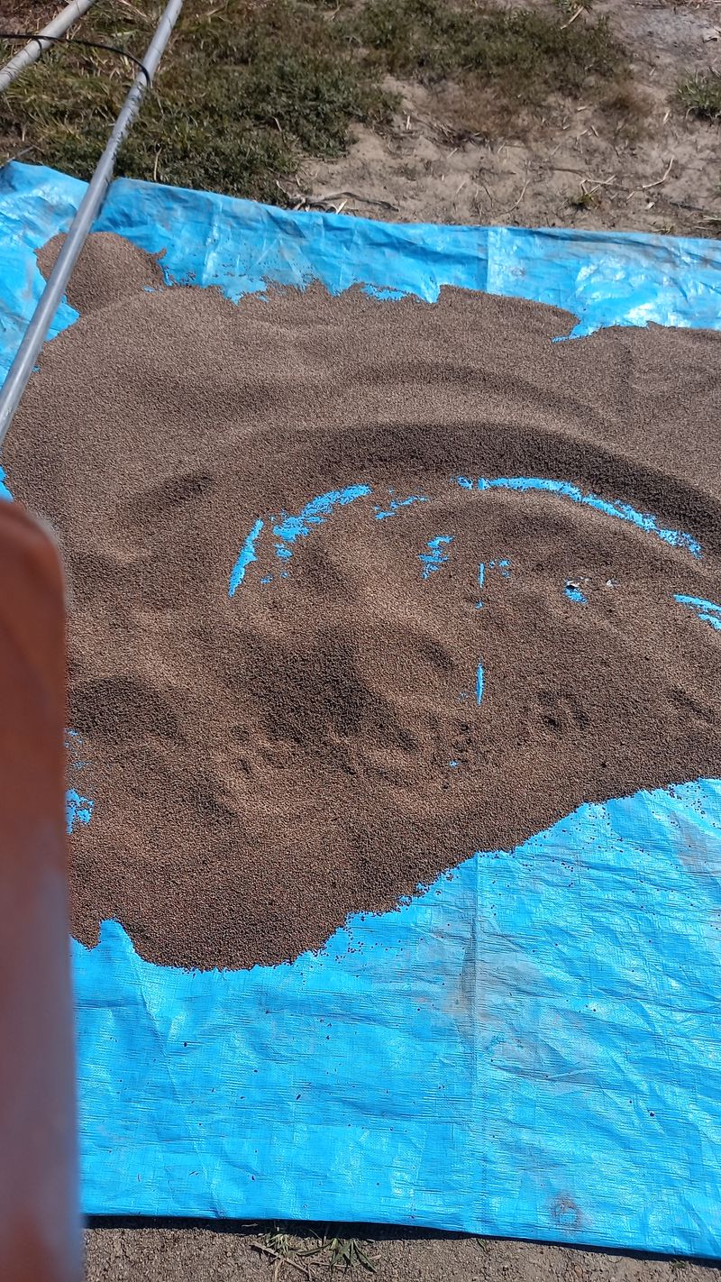 성하 토마토님의 장터 판매 상품 [22년산 들깨 5키로 70000(택배비 포함)] 첨부 사진