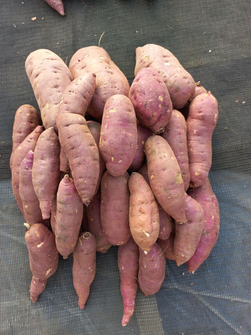 팜모닝회원김용석님의 장터 판매 상품 [세척 꿀고구마 상품 (대)10kg  20,000원.] 첨부 사진