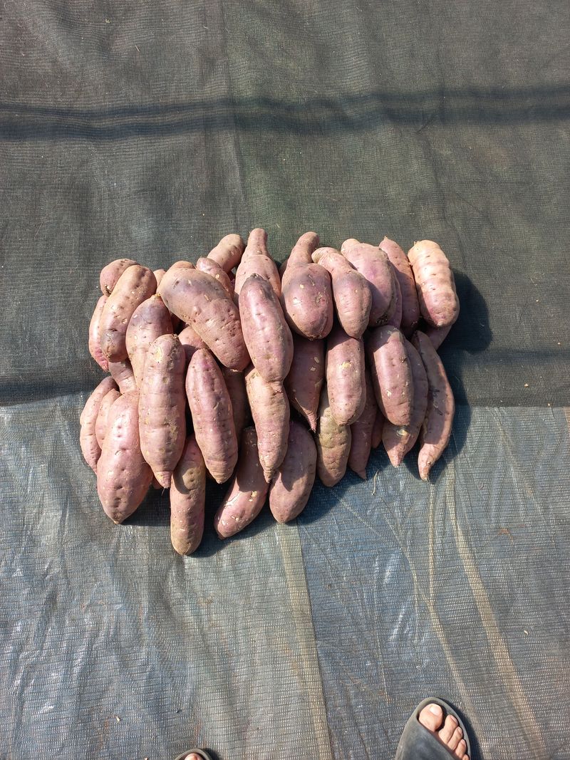 팜모닝회원김용석님의 장터 판매 상품 [세척 꿀고구마 상품 (대)10kg  20,000원.] 첨부 사진