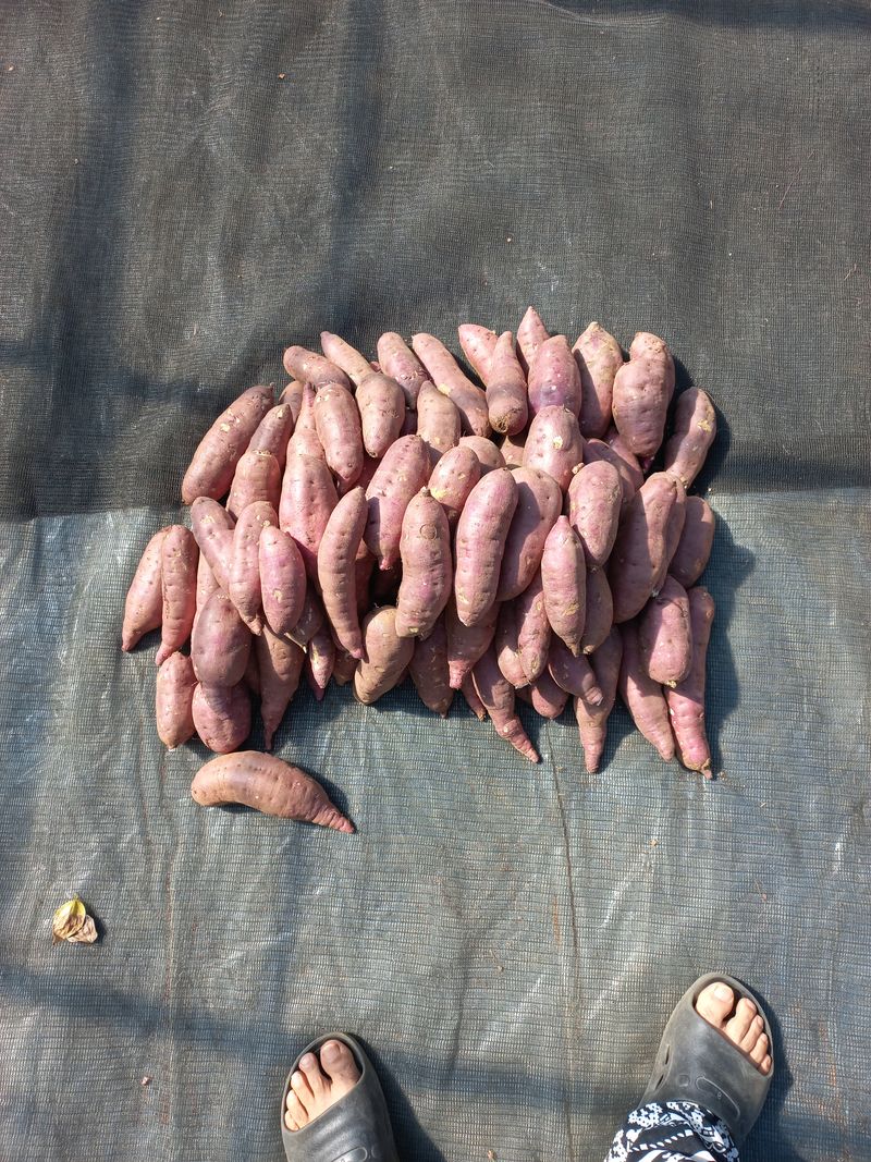 장터 상품 [세척 꿀고구마 상품 (대)10kg  20,000원.] 썸네일