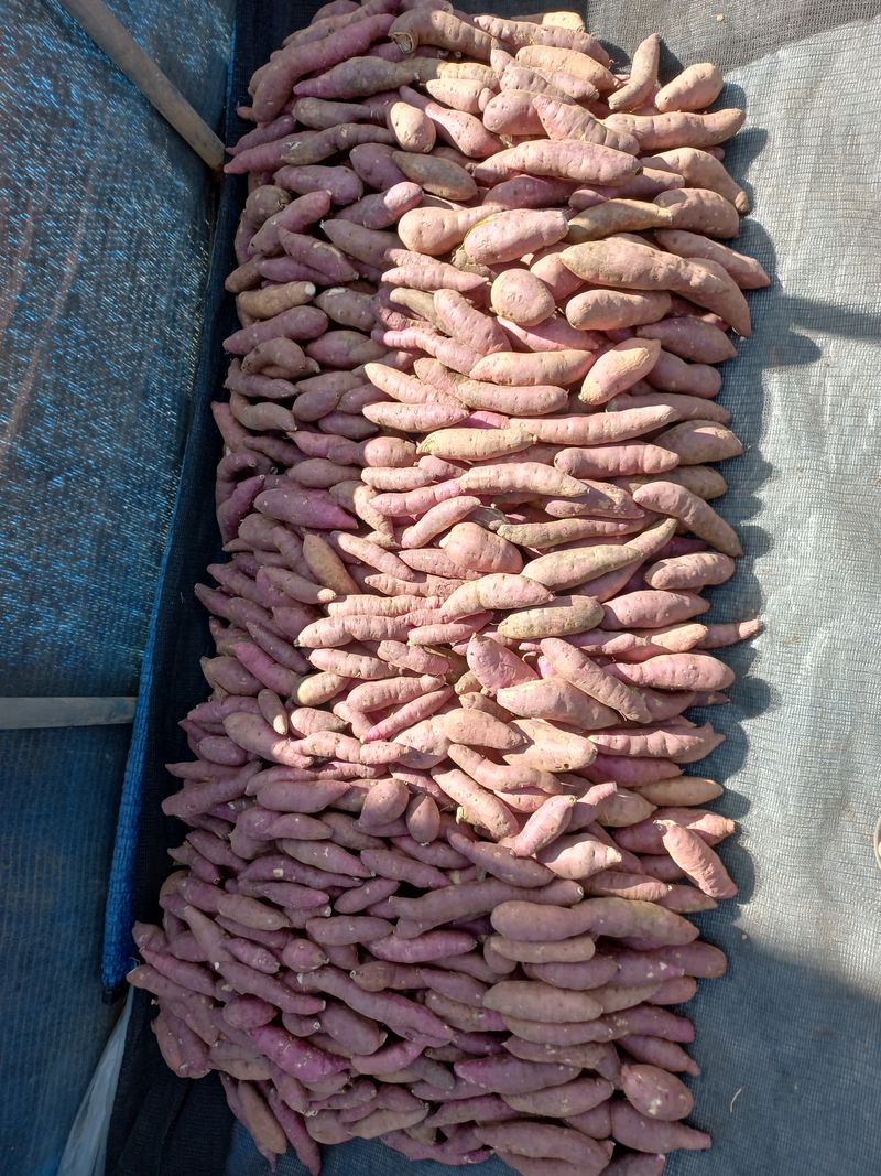 팜모닝회원김용석님의 장터 판매 상품 [세척 꿀고구마 상품 (대)10kg  20,000원.] 첨부 사진