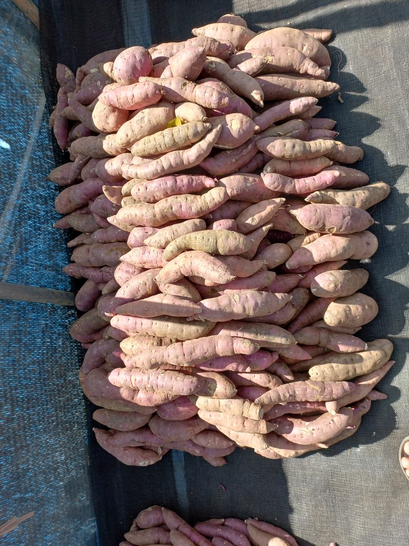 팜모닝회원김용석님의 장터 판매 상품 [세척 꿀고구마 상품 (대)10kg  20,000원.] 첨부 사진