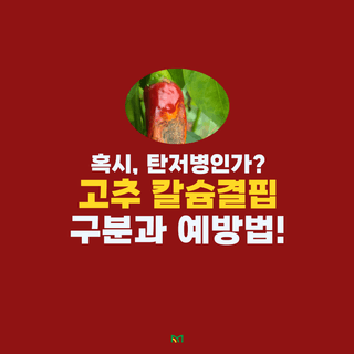 알 수 없음님의 고추 · 병해충상담 작성글 사진