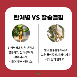 알 수 없음님의 고추 · 병해충상담 작성글 사진