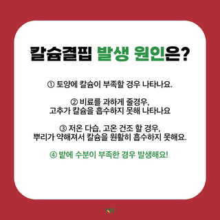 알 수 없음님의 고추 · 병해충상담 작성글 사진