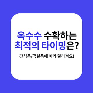 옥수수 농사도우미님의 옥수수 · 농사길잡이 작성글 사진