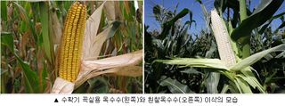 옥수수 농사도우미님의 옥수수 · 농사길잡이 작성글 사진