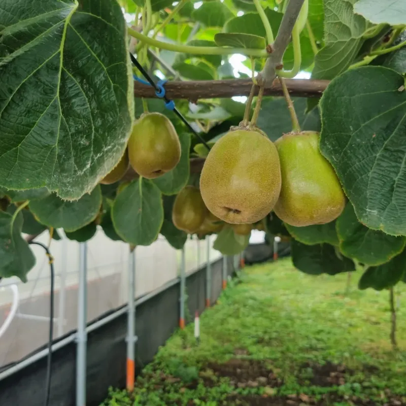 이승철님의 장터 판매 상품 [레드키위 3kg(24과수내외)36,000] 첨부 사진