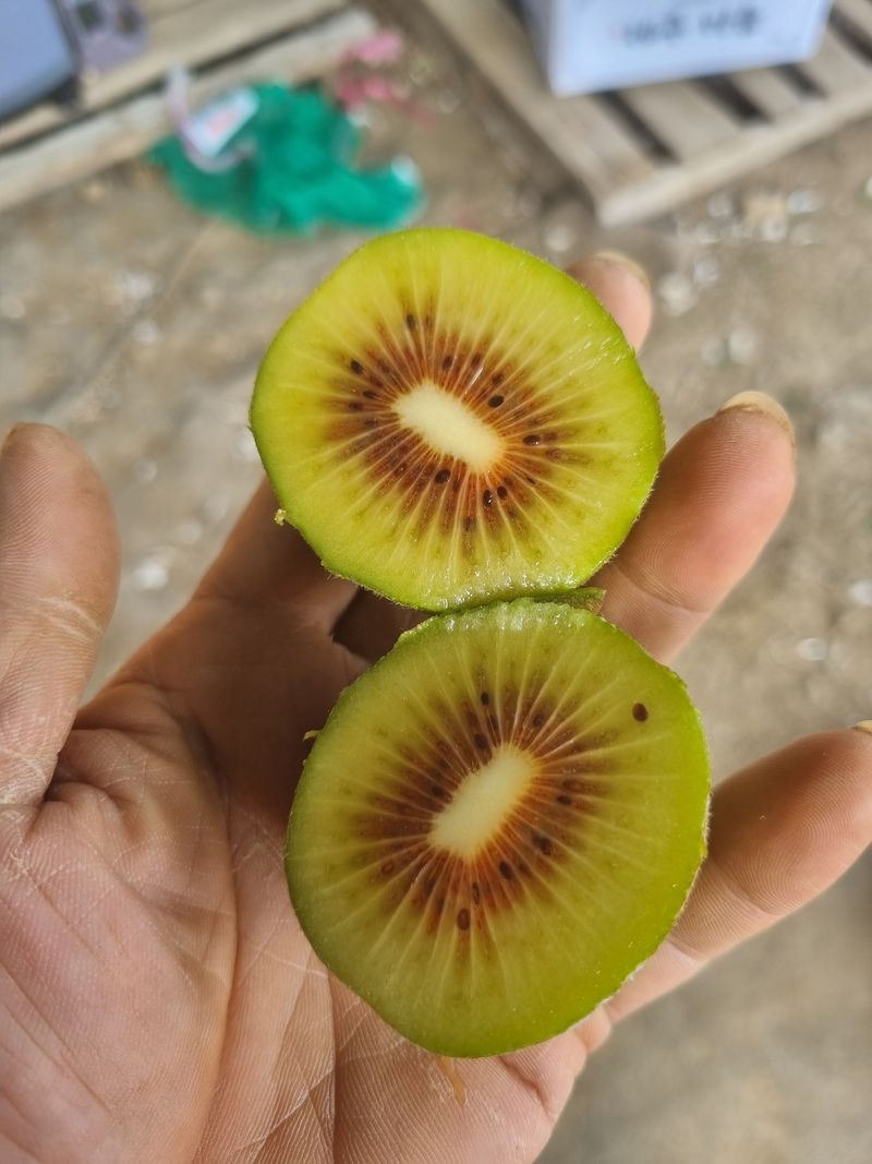 이승철님의 장터 판매 상품 [레드키위 3kg(24과수내외)36,000] 첨부 사진