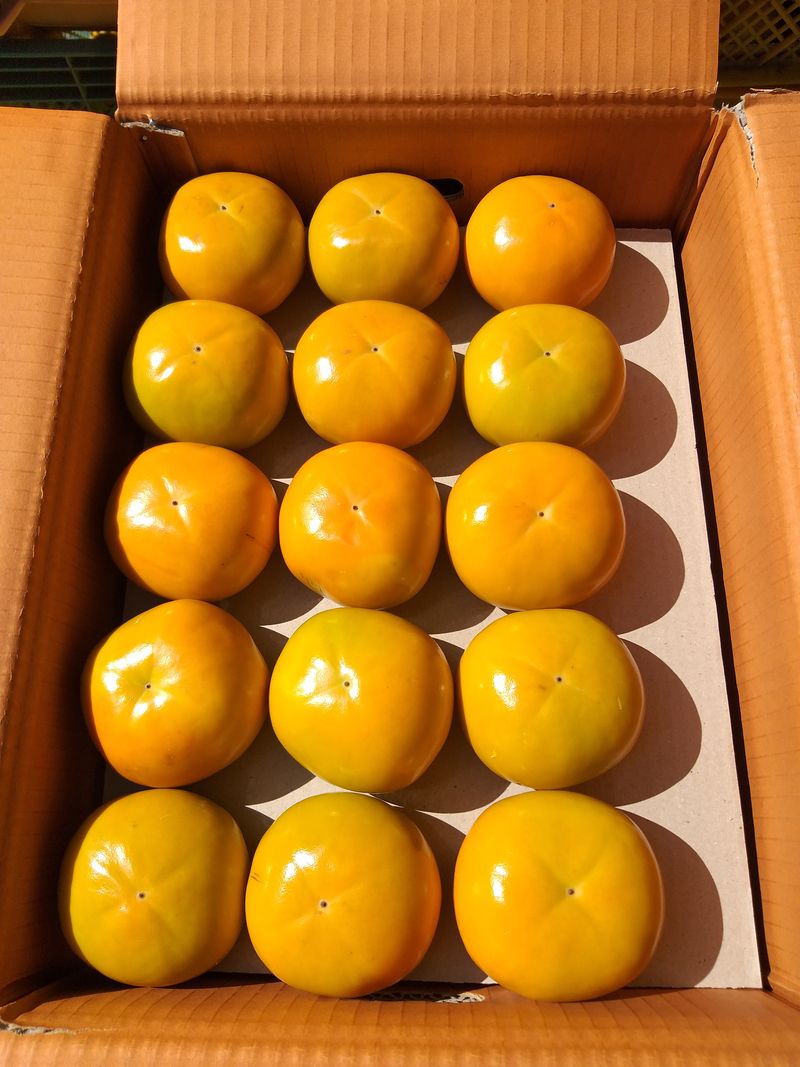 장터 상품 [단감(부유)/가격 수정 함 30,000 원] 썸네일