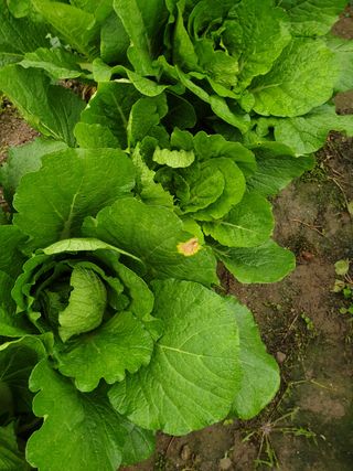 박상권님의 배추 · 병해충상담 작성글 사진