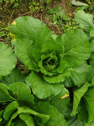 박상권님의 배추 · 병해충상담 작성글 사진