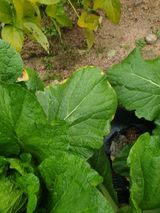 팜모닝 배추·병해충상담 게시글 이미지