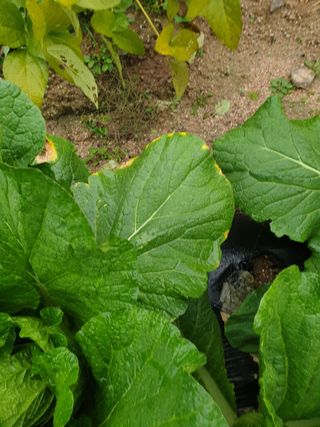 박상권님의 배추 · 병해충상담 작성글 사진