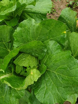 박상권님의 배추 · 병해충상담 작성글 사진