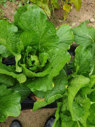 박상권님의 배추 · 병해충상담 작성글 사진