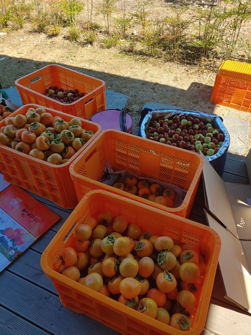 천승준님의 장터 판매 상품 [반시(연화제사용) ] 첨부 사진