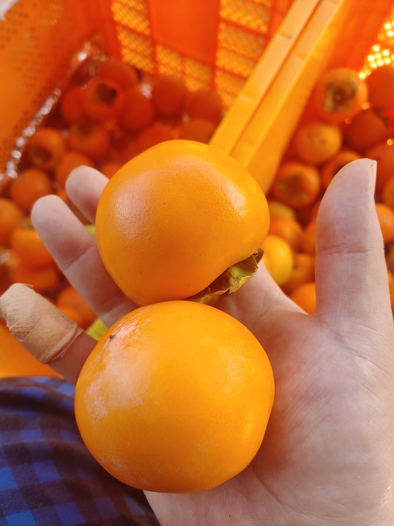 장터 상품 [반시(연화제사용) ] 썸네일