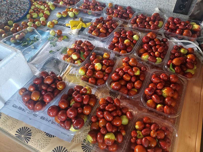 천승준님의 장터 판매 상품 [반시(연화제사용) ] 첨부 사진