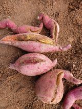 팜모닝 고구마·병해충상담 게시글 이미지