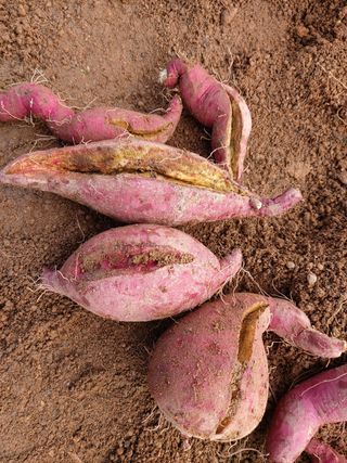 파주꿈나무님의 고구마 · 병해충상담 작성글 사진