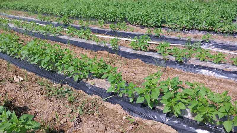 김태환님의 장터 판매 상품 [2022년 국내산 햇참깨 29,000원/Kg)] 첨부 사진