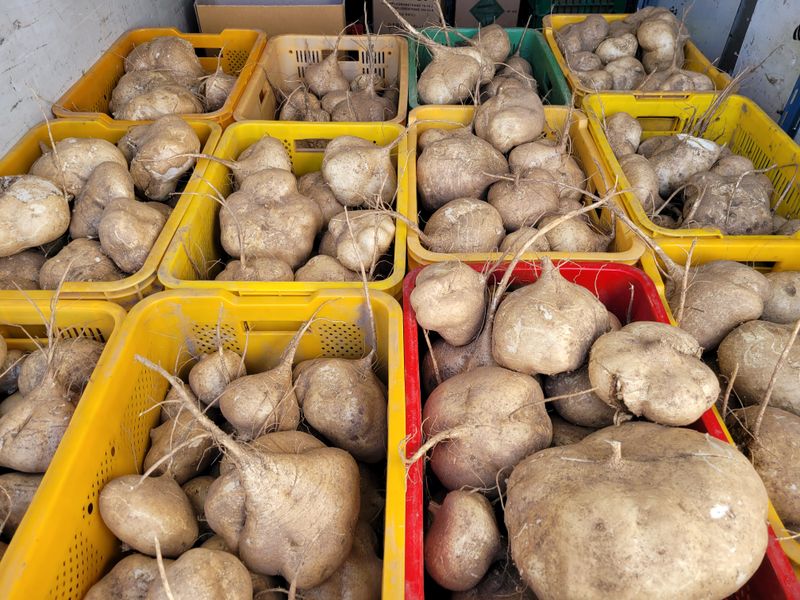 왕초보농사군님의 장터 판매 상품 [히카마(멕시코감자) 10kg] 첨부 사진