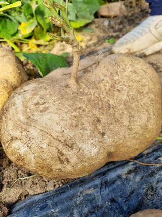 왕초보농사군님의 작성글 사진