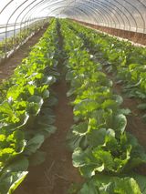 팜모닝 배추·시세•판로 게시글 이미지