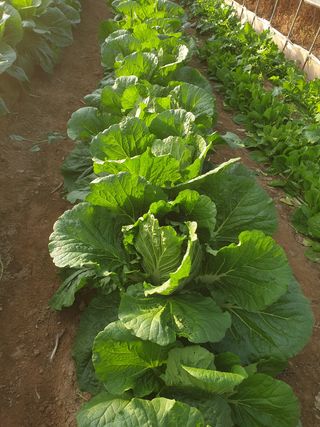 김수실님의 배추 · 시세•판로 작성글 사진