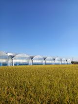 팜모닝 사과·일상 게시글 이미지