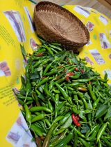 팜모닝 배추·일상 게시글 이미지