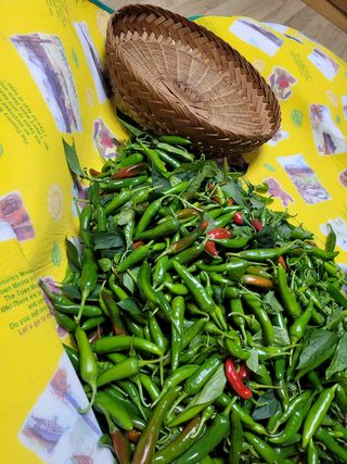 서봉열님의 배추 · 일상 작성글 사진