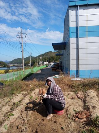 조희영님의 상추 · 자유게시판 작성글 사진