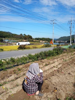 조희영님의 상추 · 자유게시판 작성글 사진