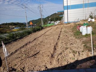 조희영님의 상추 · 자유게시판 작성글 사진