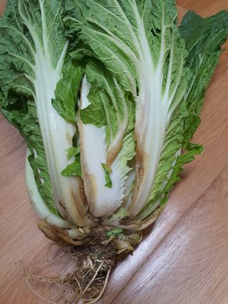 동홍순 님의 배추 · 병해충상담 작성글 사진