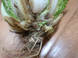 동홍순 님의 배추 · 병해충상담 작성글 사진