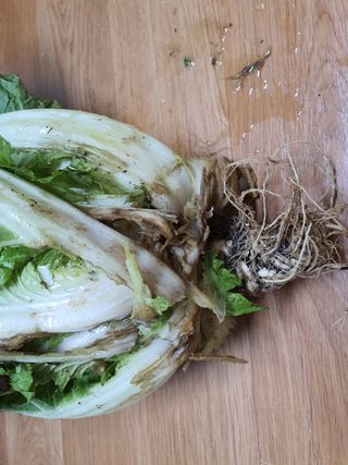 동홍순 님의 배추 · 병해충상담 작성글 사진