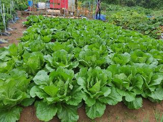 동홍순 님의 배추 · 병해충상담 작성글 사진