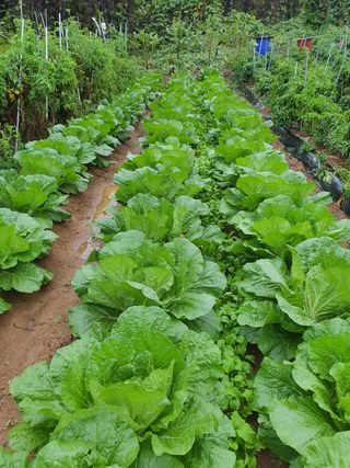 동홍순 님의 배추 · 병해충상담 작성글 사진