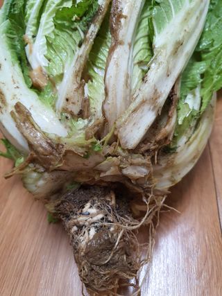 동홍순 님의 배추 · 병해충상담 작성글 사진