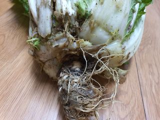 동홍순 님의 배추 · 병해충상담 작성글 사진