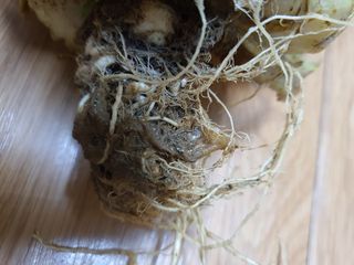 동홍순 님의 배추 · 병해충상담 작성글 사진