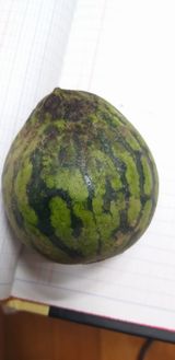 팜모닝 기타작물·병해충상담 게시글 이미지