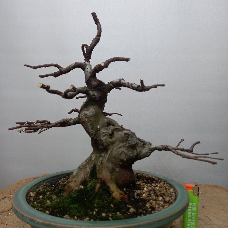 장터 상품 [모과나무분재 150000] 썸네일