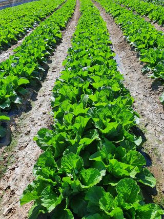 김권수님의 양파 · 자유게시판 작성글 사진